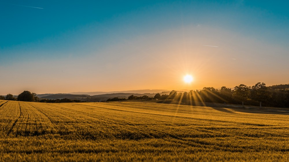 Golden field